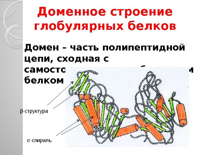 Доменное строение глобулярных белков Домен – часть полипептидной цепи, сходная с самостоятельным глобулярным белком