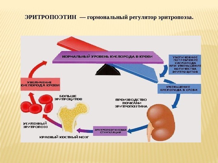 ЭРИТРОПОЭТИН  — гормональный регулятор эритропоэза. 