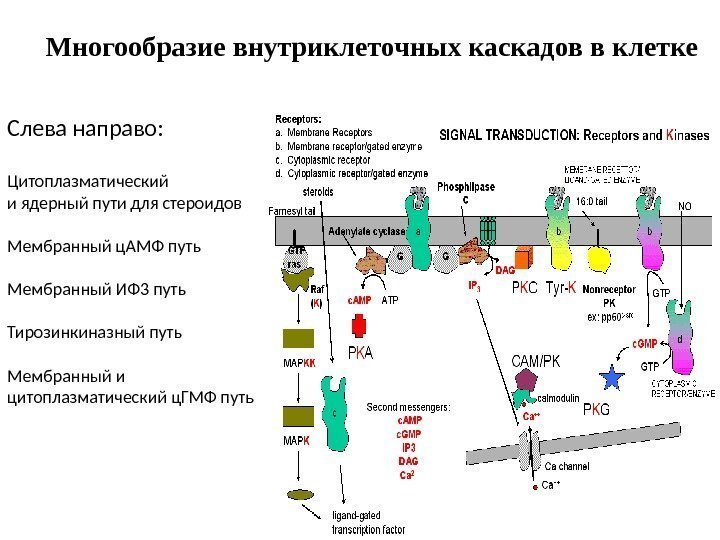 Многообразие внутриклеточных каскадов в клетке Слева направо: Цитоплазматический и ядерный пути для стероидов Мембранный