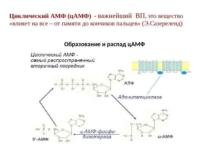 Циклический АМФ (ц. АМФ)  - важнейший ВП ,  это вещество  «влияет