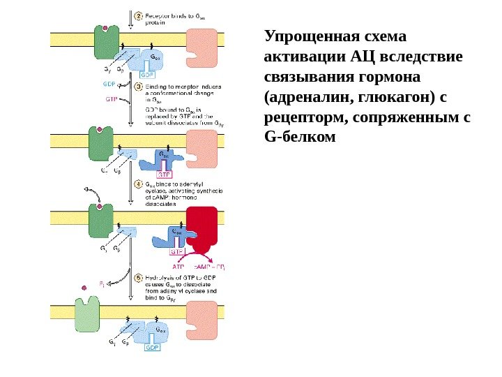 Упрощенная схема активации АЦ вследствие связывания гормона (адреналин, глюкагон) с рецепторм, сопряженным с G-белком