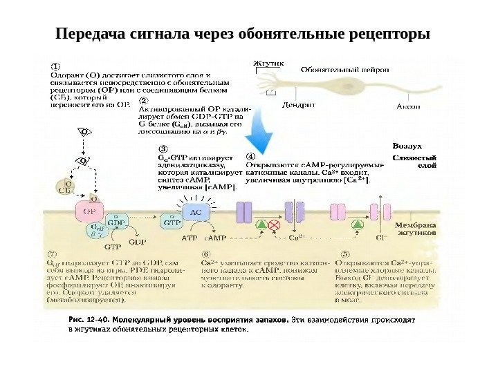 Передача сигнала через обонятельные рецепторы 