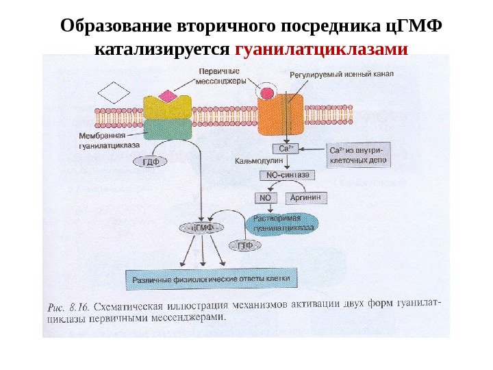 Образование вторичного посредника ц. ГМФ катализируется гуанилатциклазами 