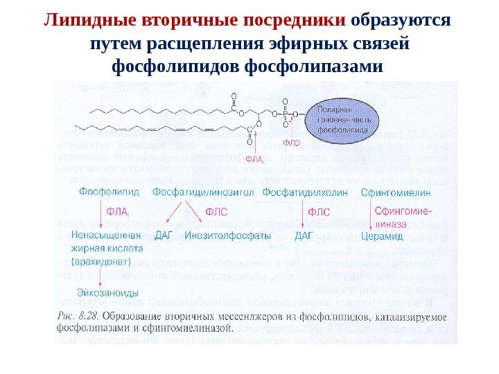 Липидные вторичные посредники образуются  путем расщепления эфирных связей фосфолипидов фосфолипазами 