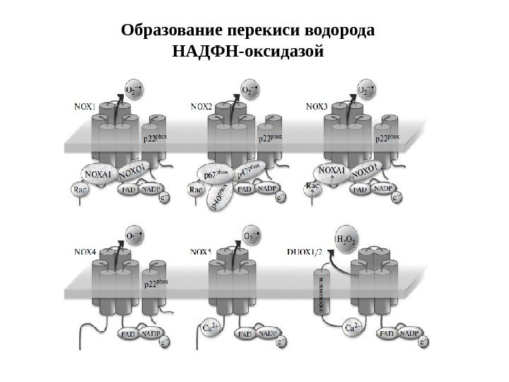 Образование перекиси водорода НАДФН-оксидазой 