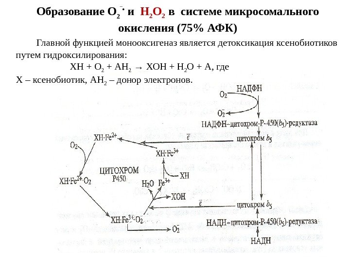 Образование О 2 ‾ •  и  Н 2 О 2  в