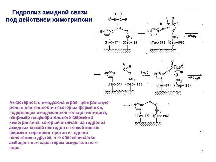 7 Гидролиз амидной связи под действием химотрипсина Амфотерность имидазола играет центральную роль в деятельности