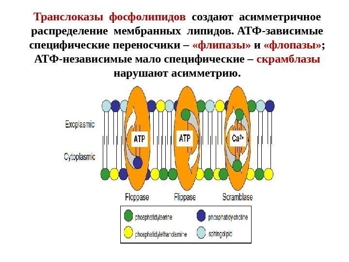 Транслоказы фосфолипидов  создают асимметричное распределение мембранных липидов. АТФ-зависимые специфические переносчики –  «флипазы»