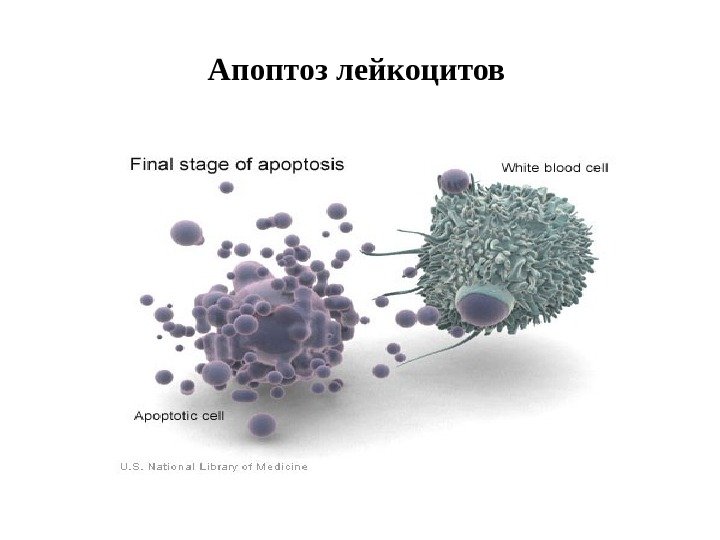 Апоптоз лейкоцитов 