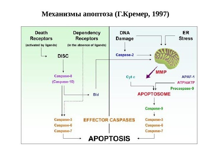 Механизмы апоптоза (Г. Кремер, 1997) 