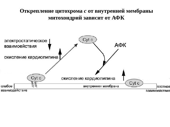 Открепление цитохрома с от внутренней мембраны митохондрий зависит от АФК 