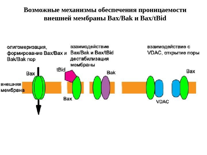 Возможные механизмы обеспечения проницаемости внешней мембраны Bax/Bak и Bax/t. Bid 