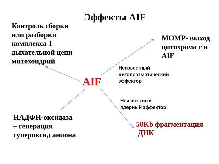 Эффекты AIFКонтроль сборки или разборки комплекса 1 дыхательной цепи митохондрий MОMP- выход цитохрома с