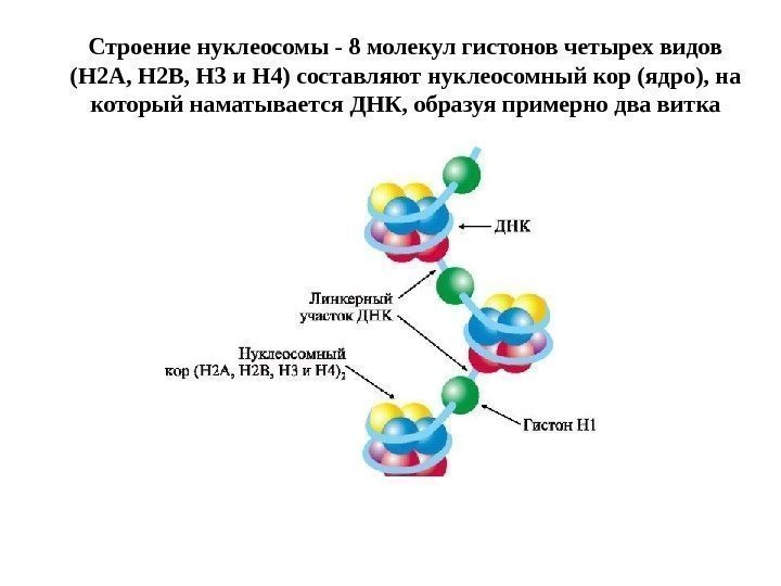 Строение нуклеосомы - 8 молекул гистонов четырех видов (Н 2 А, Н 2 В,