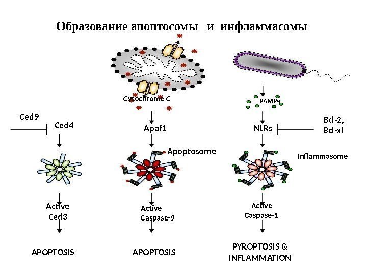 APOPTOSIS PYROPTOSIS & INFLAMMATIONCytochrome C Apaf 1 Apoptosome Active Caspase-9 PAMPs NLRs Bcl-2, Bcl-xl