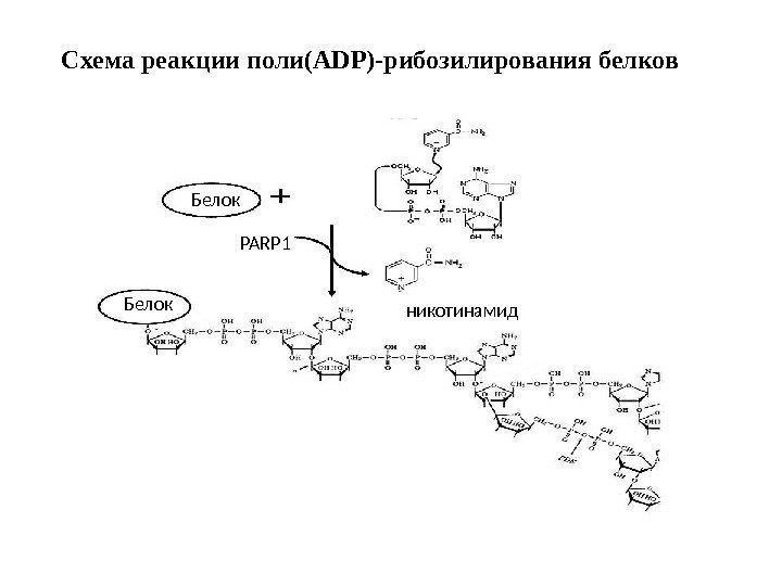 Схема реакции поли(АDP)-рибозилирования белков Белок PARP 1 никотинамид 