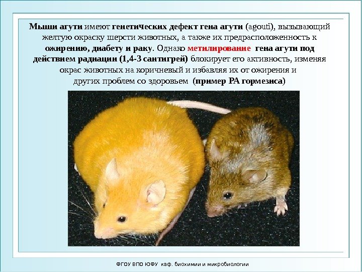 ФГОУ ВПО ЮФУ каф. биохимии и микробиологии. Мыши агути имеют генетических дефект гена агути