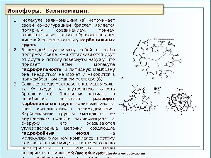 Ионофоры.  Валиномицин.  ФГОУ ВПО ЮФУ каф. биохимии и микробиологии 1. Молекула валиномицина