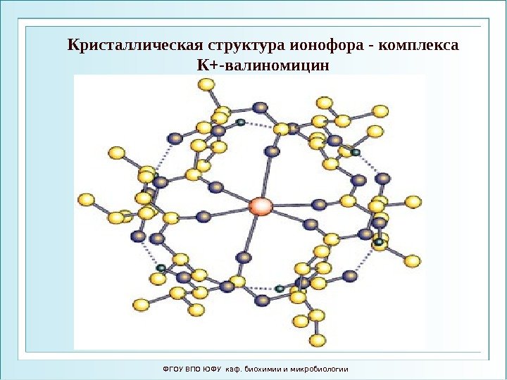 ФГОУ ВПО ЮФУ каф. биохимии и микробиологии. Кристаллическая структура ионофора - комплекса К+-валиномицин 