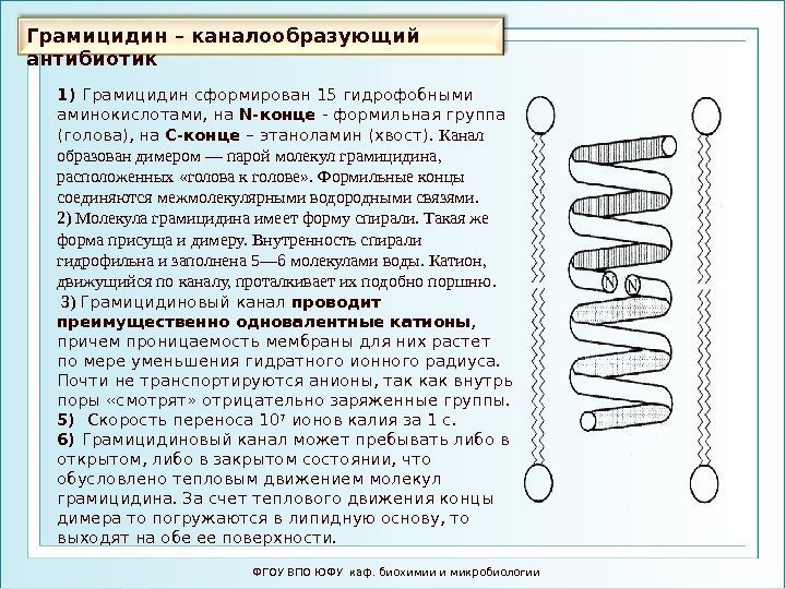 Грамицидин – каналообразующий антибиотик ФГОУ ВПО ЮФУ каф. биохимии и микробиологии 1) Грамицидин сформирован