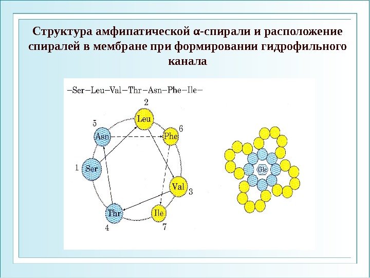 Структура амфипатической α-спирали и расположение спиралей в мембране при формировании гидрофильного канала 