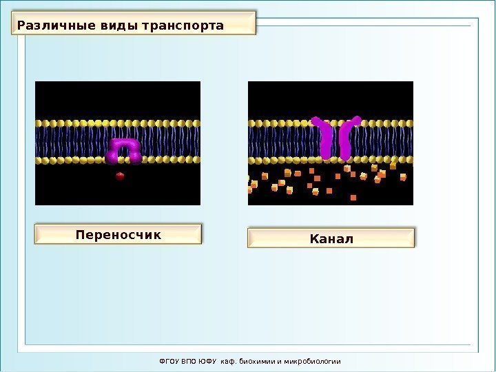 Различные виды транспорта ФГОУ ВПО ЮФУ каф. биохимии и микробиологии. Переносчик Канал 