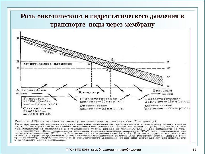 Роль онкотического и гидростатического давления в транспорте воды через мембрану ФГОУ ВПО ЮФУ каф.