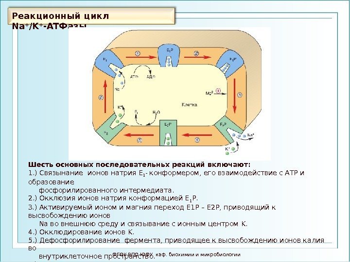 Реакционный цикл Na + /K + -AT Фазы ФГОУ ВПО ЮФУ каф. биохимии и