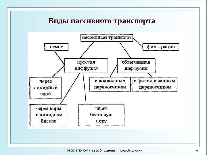 ФГОУ ВПО ЮФУ каф. биохимии и микробиологии 4 Виды пассивного транспорта 