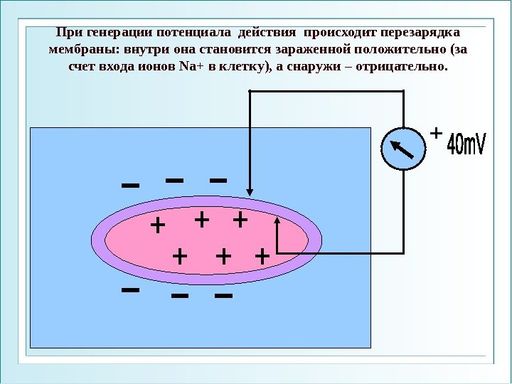 При генерации потенциала действия происходит перезарядка мембраны: внутри она становится зараженной положительно (за счет