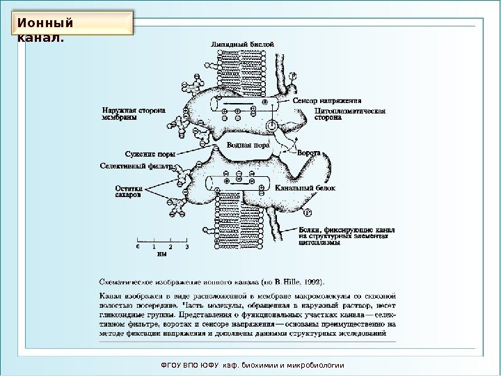 Ионный  канал. ФГОУ ВПО ЮФУ каф. биохимии и микробиологии 
