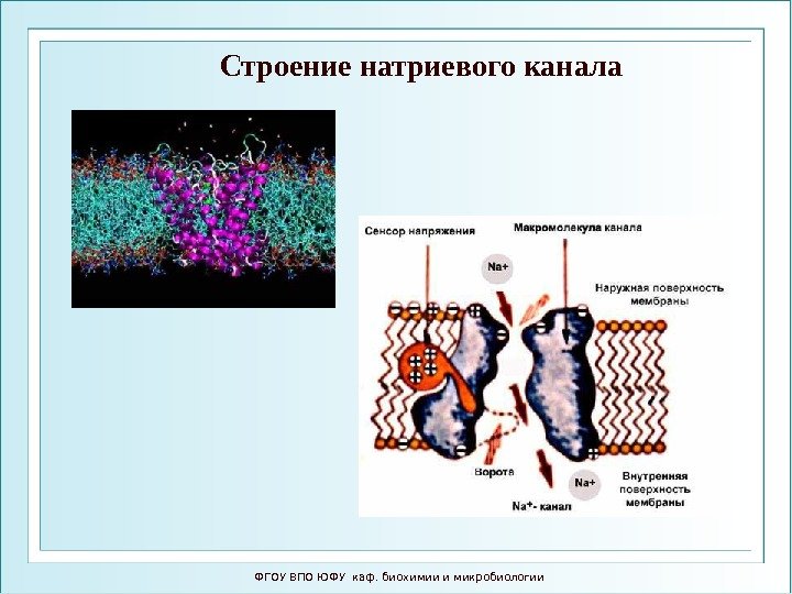 ФГОУ ВПО ЮФУ каф. биохимии и микробиологии. Строение натриевого канала 