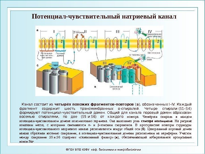 Потенциал-чувствительный натриевый канал  Канал состоит из четырёх похожих фрагментов-повторов ( а ), обозначенных