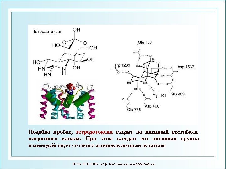 ФГОУ ВПО ЮФУ каф. биохимии и микробиологии. Подобно пробке,  тетродотоксин  входит во