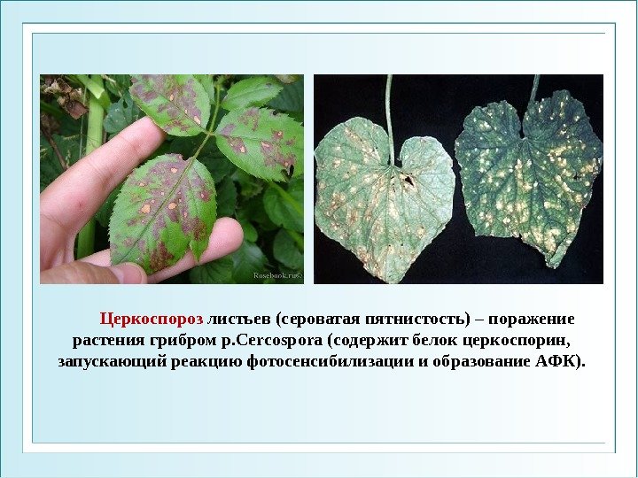 Церкоспороз листьев (сероватая пятнистость) – поражение растения грибром р. Cercospora ( содержит белок церкоспорин,