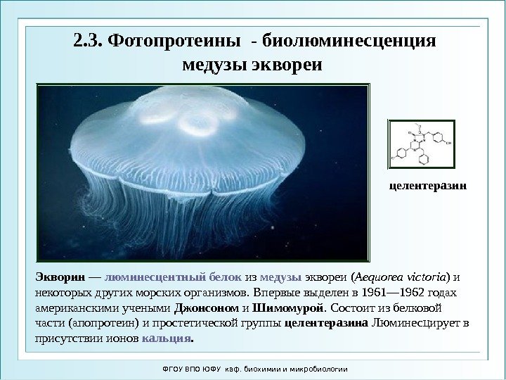 ФГОУ ВПО ЮФУ каф. биохимии и микробиологии 2. 3. Фотопротеины - биолюминесценция медузы эквореи