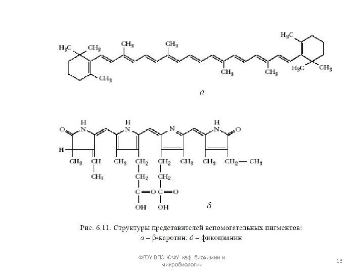 ФГОУ ВПО ЮФУ каф. биохимии и микробиологии 18 