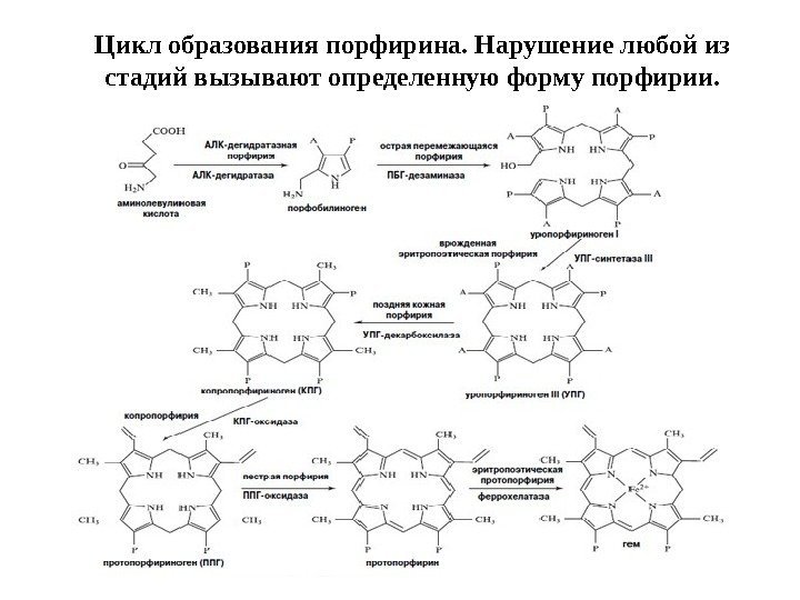 Цикл образования порфирина. Нарушение любой из стадий вызывают определенную форму порфирии. 