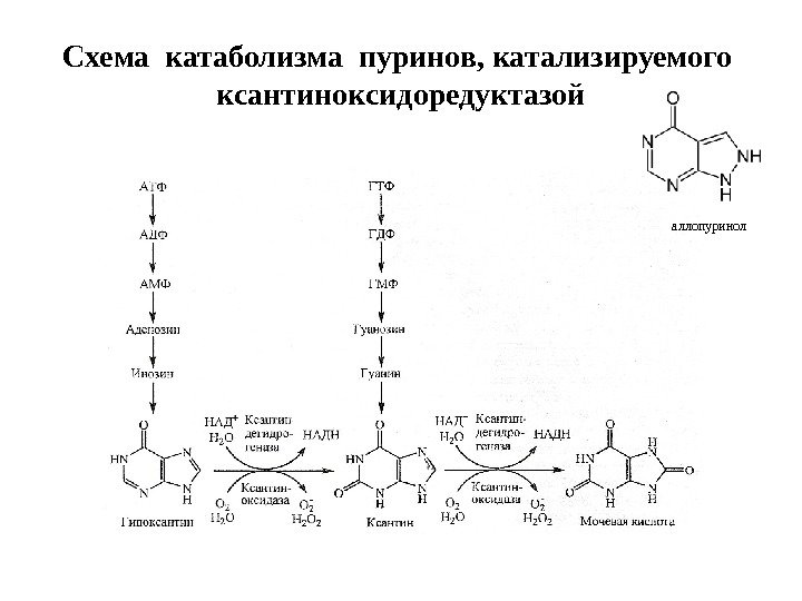 Схема катаболизма пуринов, катализируемого  ксантиноксидоредуктазой аллопуринол 
