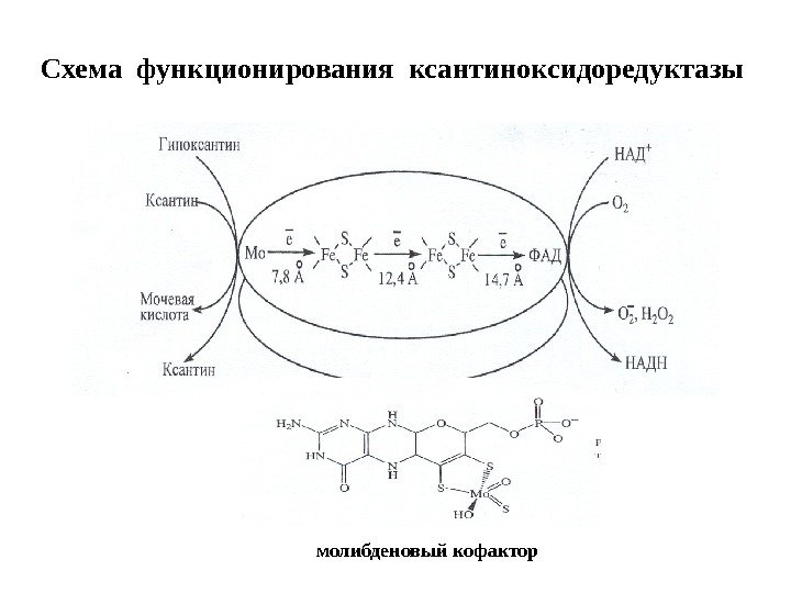 Схема функционирования ксантиноксидоредуктазы молибденовый кофактор 