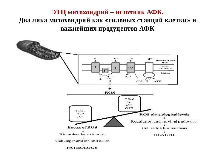 ЭТЦ митохондрий – источник АФК. Два лика митохондрий как  « силовых станций клетки