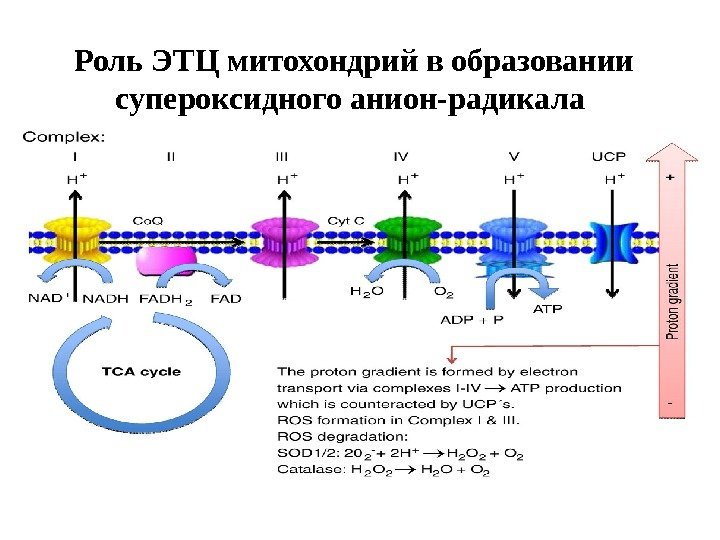 Роль ЭТЦ митохондрий в образовании супероксидного анион-радикала 