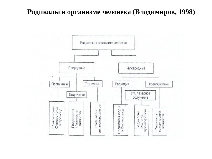Радикалы в организме человека (Владимиров, 1998) 