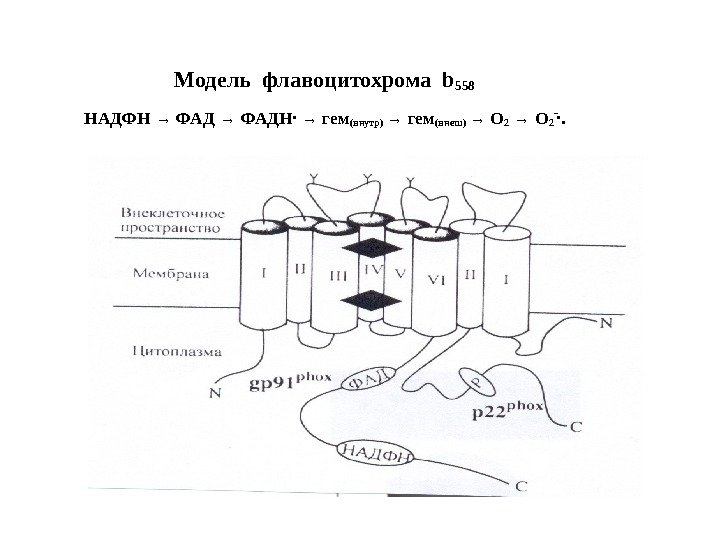 Модель флавоцитохрома b 558 НАДФН → ФАДН •  → гем (внутр) → гем