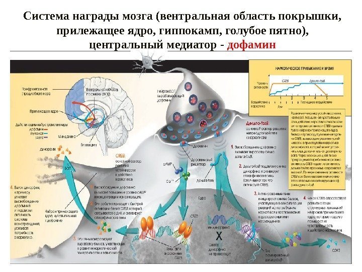 Система награды мозга (вентральная область покрышки,  прилежащее ядро, гиппокамп, голубое пятно),  центральный