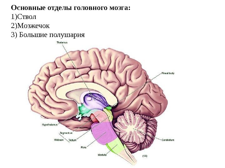 Основные отделы головного мозга:  1)Ствол 2)Мозжечок 3) Большие полушария 