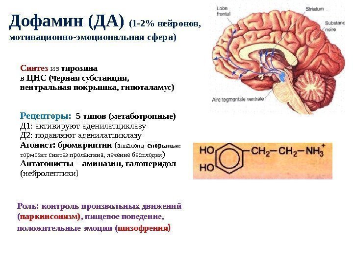 Дофамин (ДА) (1 -2 нейронов,  мотивационно-эмоциональная сфера) Синтез из тирозина в ЦНС (черная