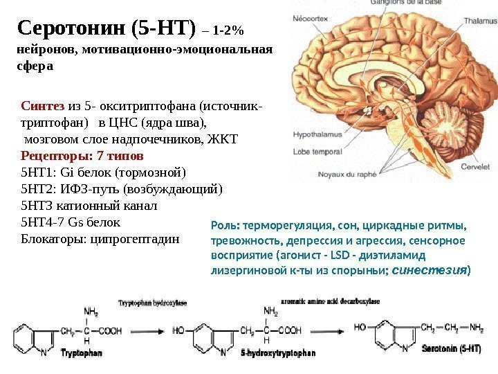 Серотонин (5 -НТ) – 1 -2 нейронов, мотивационно-эмоциональная сфера Синтез из 5 - окситриптофана