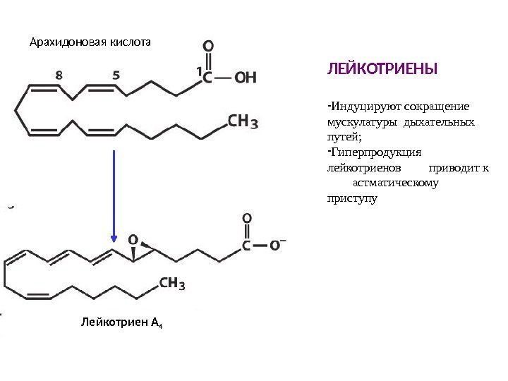 Арахидоновая кислота ЛЕЙКОТРИЕНЫ - Индуцируют сокращение мускулатуры дыхательных путей; - Гиперпродукция лейкотриенов приводит к