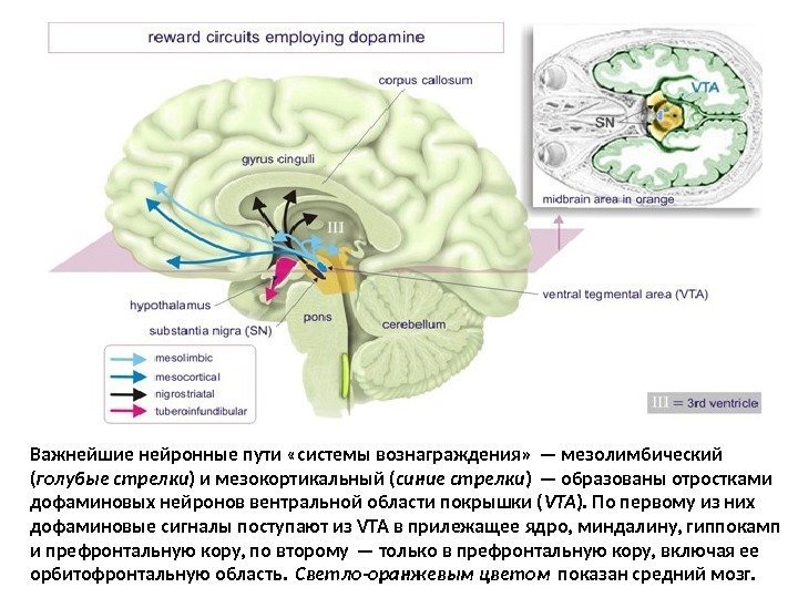 Важнейшие нейронные пути «системы вознаграждения» — мезолимбический ( голубые стрелки ) и мезокортикальный (
